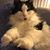 Diane Templeton's profile image