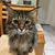 Kathleen D. Longstreet's profile image