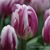 Karen Hedblom's profile image