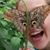 Chelsea Chelsea Bang Bang's profile image