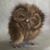 Ginger Smith's profile image