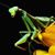 Ellen Wages's profile image