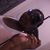 Kiesha Jenkins's profile image