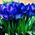 Mary Scheff's profile image