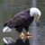 Journey Basic's profile image