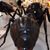 Debbie Clay-McCluskey's profile image