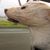 Louie Louie's profile image