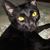 Scot Guilott Aiena's profile image