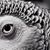 Mgh Hossein Abady's profile image