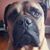 Peter Mello's profile image