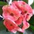 Jackie Ficazzola's profile image