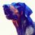 Pamela Torres's profile image