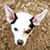Dana McCollum Crain's profile image