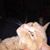 Chris Paniccia's profile image