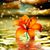 Cara Kiekens Satterwhite's profile image
