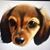 Sean Donahue's profile image