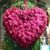 Sandra Galvan's profile image