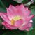 Debbie Brown's profile image