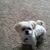 Brittany Mayes's profile image