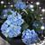 Susan Manchester Parsons's profile image
