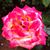 Gina Miller's profile image