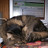 catvickie's profile image
