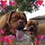 Sue Fetzer-Bova's profile image