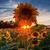 Tracy Ann's profile image
