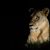 Tracey Caminiti's profile image
