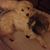 Donna Posillico's profile image
