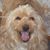 Dave Berg's profile image
