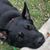 Candice Witkowsky Bentz's profile image