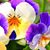 Mary Sippel's profile image