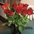 Judy Pallay's profile image