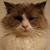 Neil Thomas's profile image