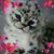 Debra Thompson-Lau's profile image