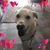 Diane Creazzo's profile image