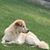 Leslie Domenici's profile image