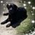 Julie Pellegrino's profile image