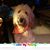 Sharon Howard Davidson's profile image