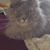 Patti Kish's profile image