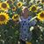 Peggy Sue Garmon's profile image