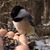 Kristen Swenbeck-Hamel's profile image
