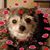 Tammy Ainsworth Little's profile image