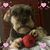 Laurel Wynne's profile image