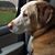Doreen Amy Gustafson's profile image