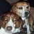 Ron Janick's profile image