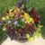 Amanda Maynard's profile image