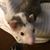 Kathleen Diane Dodson's profile image