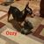 Lori Wood Thackerson's profile image